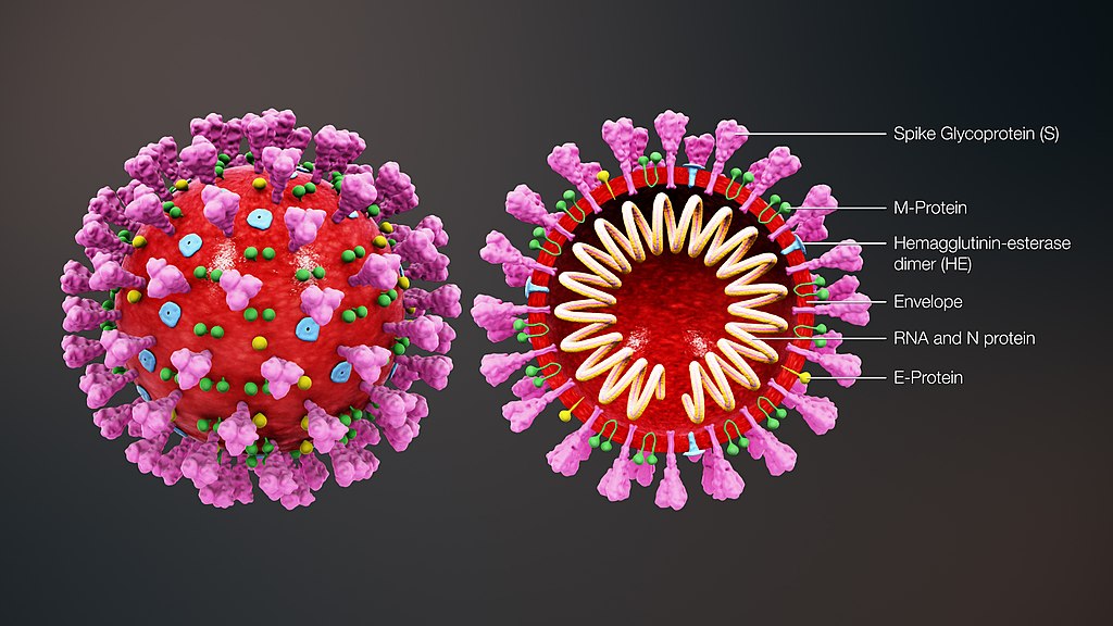 Having a steroid injection during the Coronavirus pandemic. What are the additional risks? 25 Ultrasound Coronavirus Clinic, dissected cell