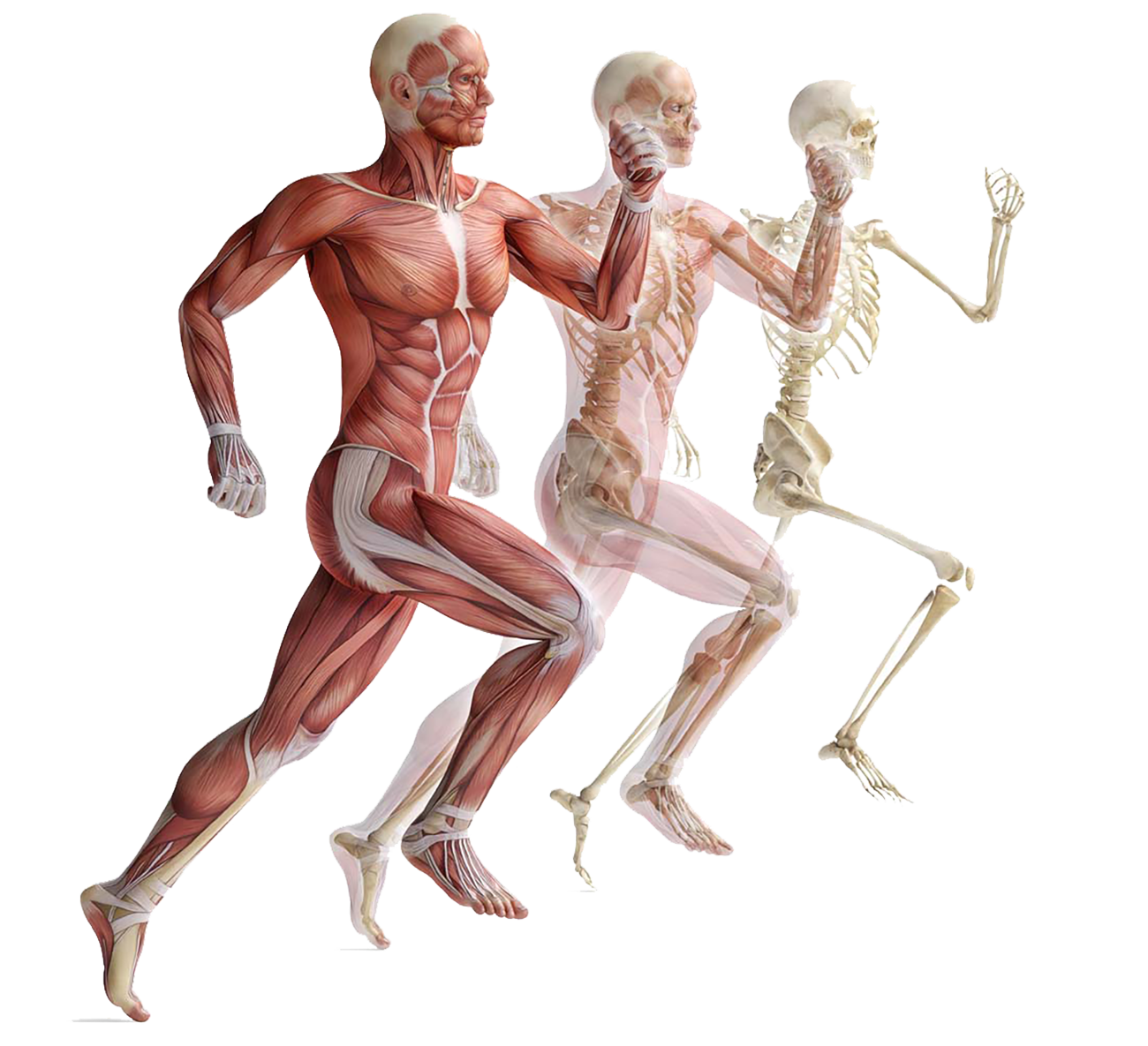 ultrasound guided injections 1 Ultrasound guided injections